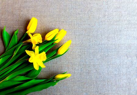 Fresh spring yellow tulips and narcissus in grey sackcloth backgroundの写真素材