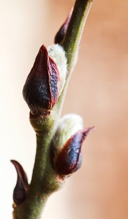 Close up pussy willow unfocused backgroundの写真素材