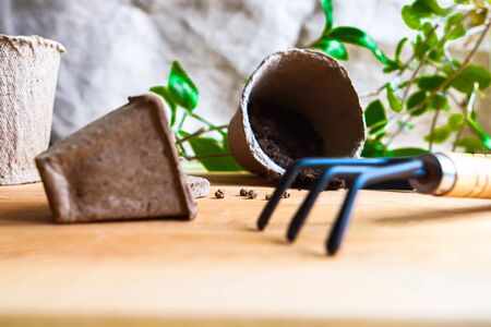 Green plants, potter, rake and spade on wooden table. Seedling