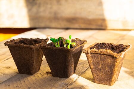 Green fresh plants in three biodegradable pots on wooden background. Seedling at homeの写真素材