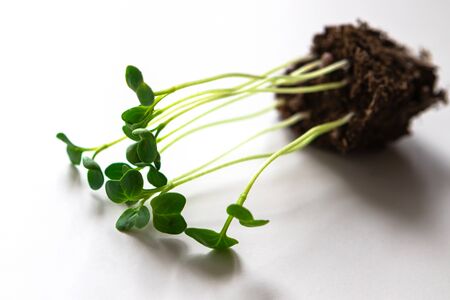 Green fresh new plants in biodegradable pot and spade on white background. Seedling at home