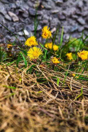 Yellow dandelion in urban environment. Dandelion plant with a fluffy yellow bud. Yellow dandelion flower growing in the groundの写真素材
