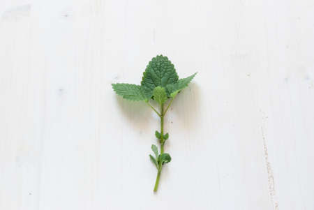 Mint spice on rustic white tableの写真素材