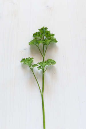 Parsley spice on rustic white tableの写真素材