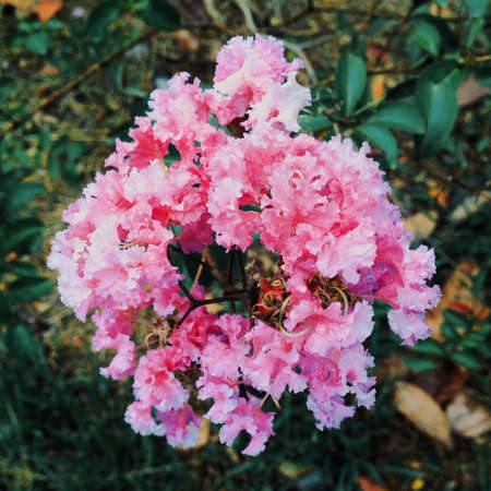 Pink flowerの素材