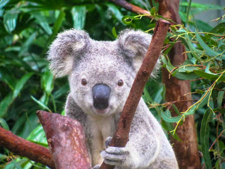 Baby Koala on a treeの写真素材