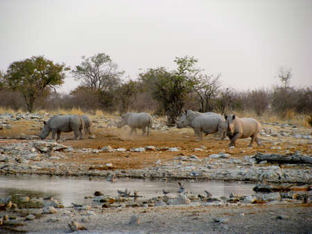 Namibia Etosha National Park Rhinosの写真素材