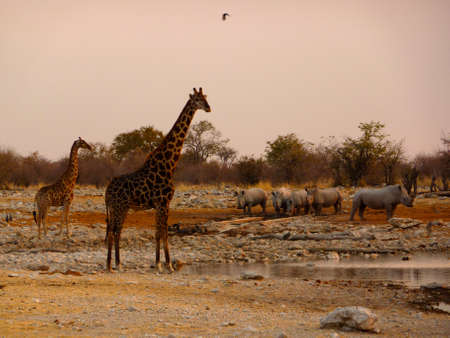 Namibia Etosha National Park Giraffe and Rhinosの写真素材