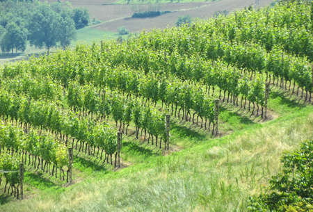 vineyard view from the hillの写真素材