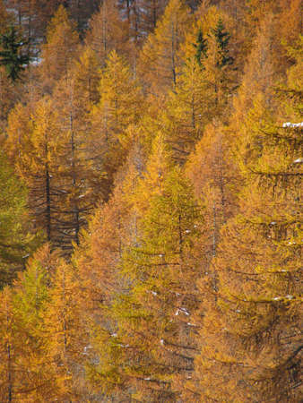 Mountains autumn trees landscape