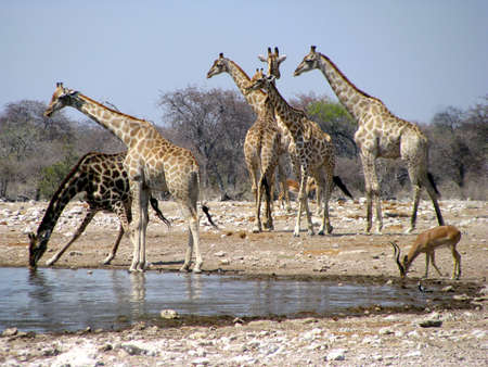 Namibia Giraffes Drinkingの写真素材