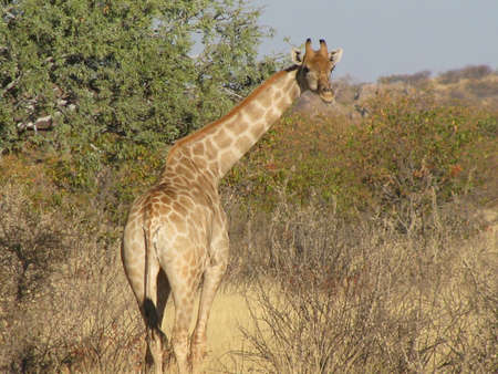 Namibia giraffe turned to lookの写真素材