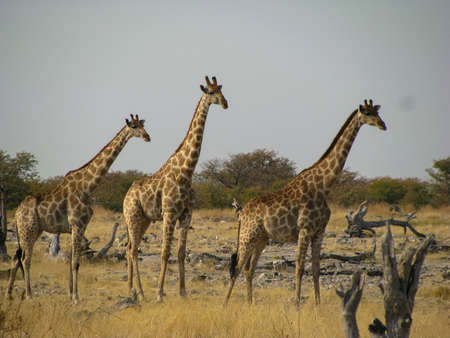 Three Giraffes walkingの写真素材