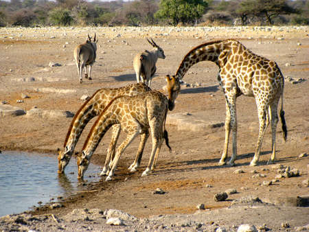 Namibia Giraffes Drinkingの写真素材