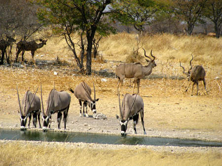 Namibia National Park Oryxの写真素材