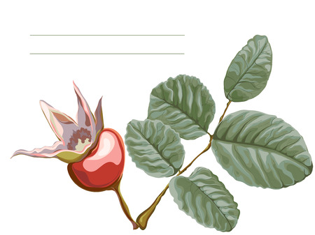 Dog-rose illustration.のイラスト素材