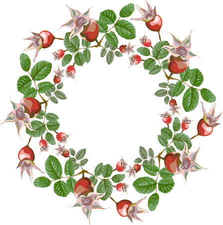 frame, wreath composition of fruits and leaves of wild rose hips, naturalistic painted for decoration, isolated, floristry, in vectorのイラスト素材