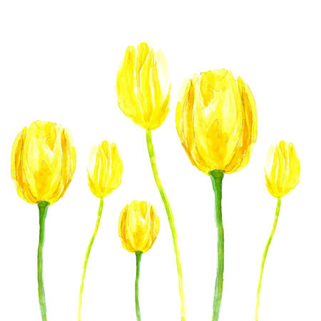 Watercolor yellow tulip - hand paintのイラスト素材