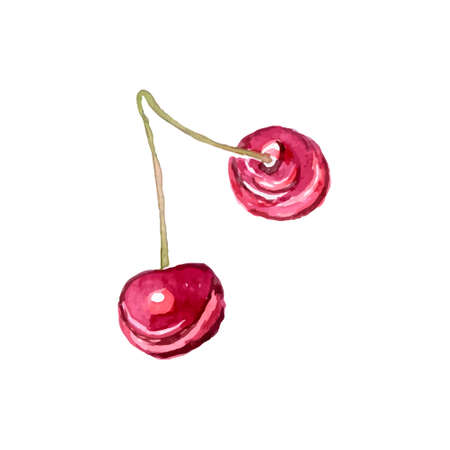 Watercolor organic cherry sketch in vectorのイラスト素材