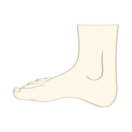 Men or women feet in vectorのイラスト素材