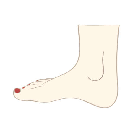Men or women feet in vectorのイラスト素材