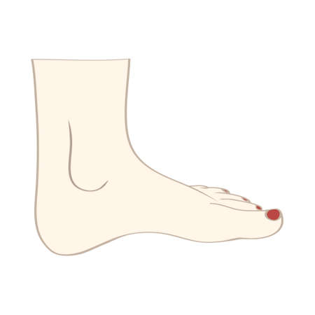 Men or women feet in vectorのイラスト素材