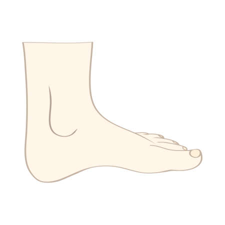 Men or women feet in vectorのイラスト素材