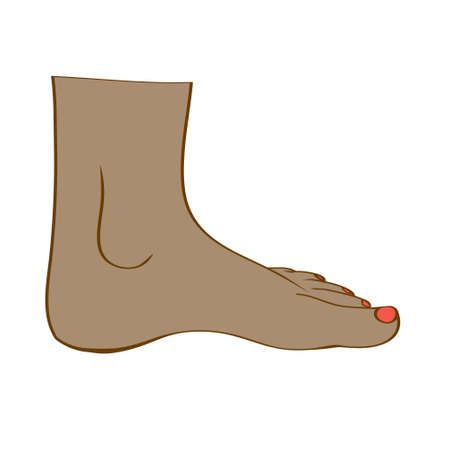 Men or women feet in vectorのイラスト素材