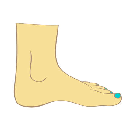 Men or women feet in vectorのイラスト素材