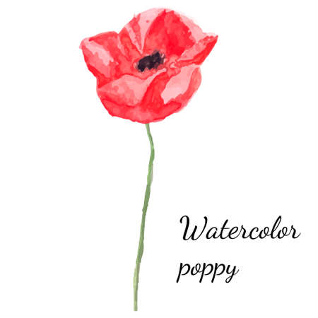 Watercolor floral decoration. Watercolor vector illustration of poppiesのイラスト素材