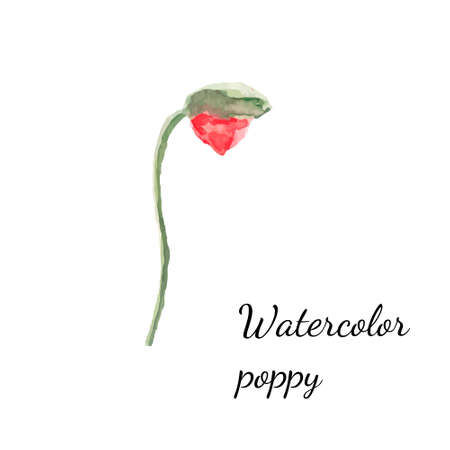 Watercolor floral decoration. Watercolor vector illustration of poppiesのイラスト素材