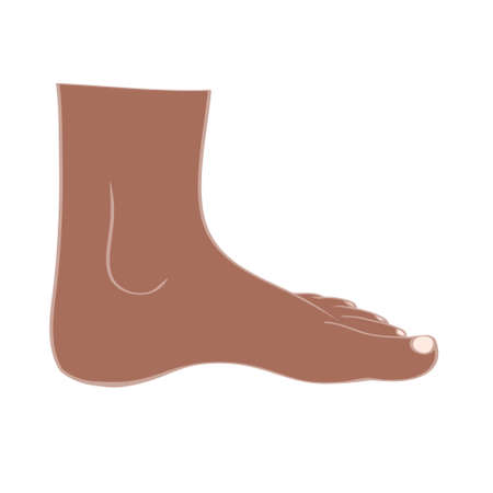 Men or women feet in vectorのイラスト素材