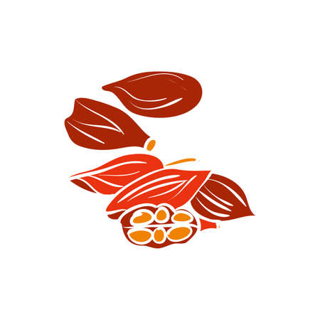 Indian spices - cardamon. Vectorのイラスト素材