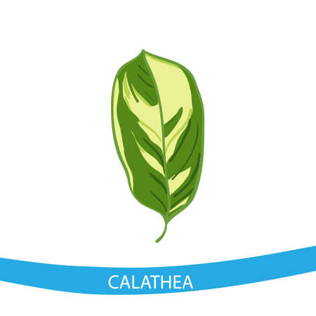 Calathea leaf in sign.のイラスト素材
