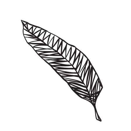 Vector feather illustrationのイラスト素材