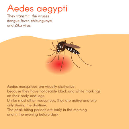 illustration. Zika virus infographic for presentationのイラスト素材