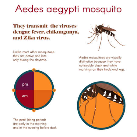 illustration. Zika virus infographic for presentationのイラスト素材