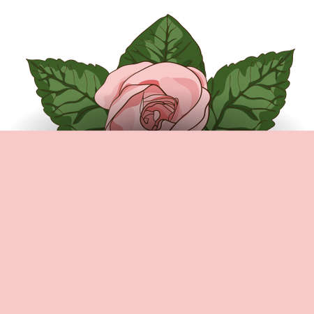 Wedding card template with roses, leaves and rose place for your text. Perfect for cards, wedding invitations.のイラスト素材