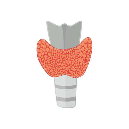 Thyroid gland in flat style for web, infographics and medical design. Vector illustration. Isolated on white backgroundのイラスト素材