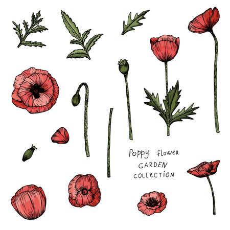 Poppy flower in hand drawn style. For card, invitation and banner design. Vector illustration.のイラスト素材