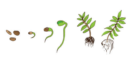 Beans icons growth process in hand drawn style. Vector illustrationのイラスト素材