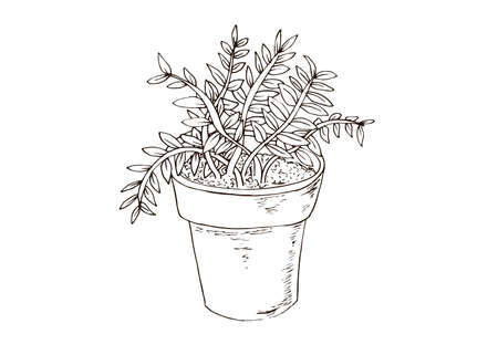 Beans flower pot in hand drawn style. Vector illustrationのイラスト素材