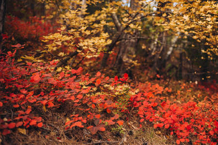 Colorful orange red foliage leaves in autumn fall season. Fall in mountains. Autumn colors concept. High quality photoの写真素材