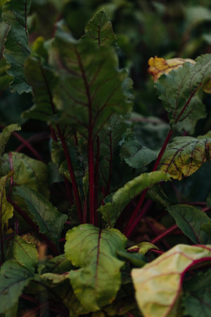 Grean Leaf of beet root with purple vein on dark background, beet root on garden. High quality photoの写真素材