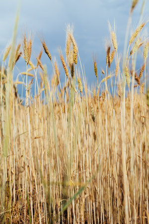 Ripe rye and stormy sky, agricultural concept, natural colors. High quality photo