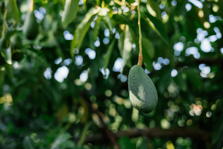 Fresh ripe avocado hanging on tree. High quality photoの写真素材