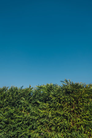 Green tree wall fence under blue sky, natural background. High quality photoの写真素材
