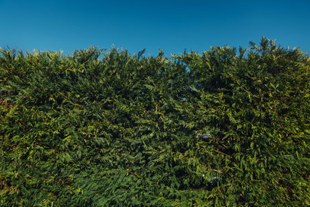 Thuja hedge texture, evergreen coniferous bush wall, natural background green bush wall under blue sky. High quality photoの写真素材