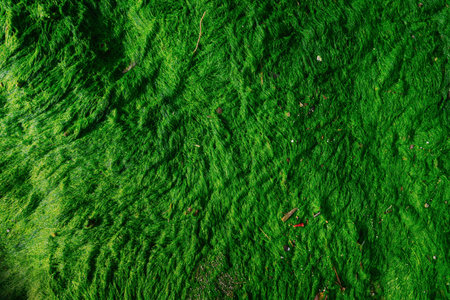 Bright green moss texture, green fur. High quality photoの写真素材