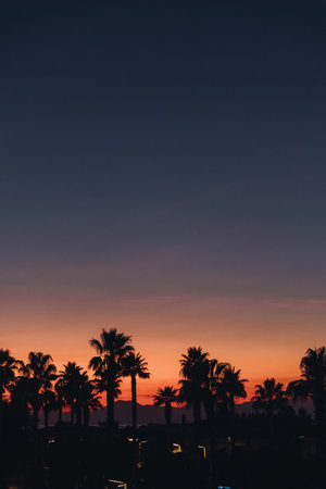 Palms tree silhouettes on dark sunset sky. High quality photo